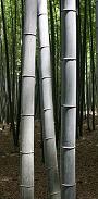 Bamboo Plants Kyoto Wiki